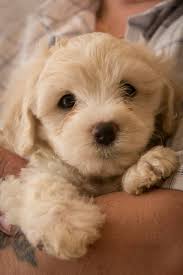Fluffy Puppies And Quotes Quotesgram