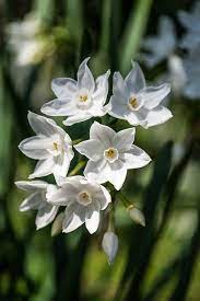Paper White Narcissus Spring Flowers Narcissus Narcissus Flower