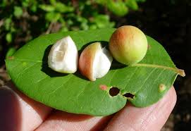 Image result for Ekebergia benguelensis