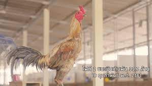 Berikut ini beberapa contoh gambar pemandangan alam yang bagus dan mudah digambar. Ayam Mangon Sejarah Ciri Ciri Keistimewaan Duniabinatang Net