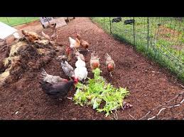 What 355 Farm Animals Eat In A Day Youtube