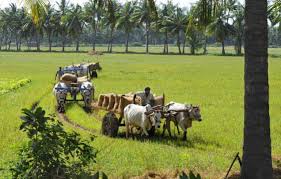 சிறப்புக் கட்டுரை : விவசாய நெருக்கடிக்குத் தீர்வு எந்தப் பாதையில் ? | வினவு