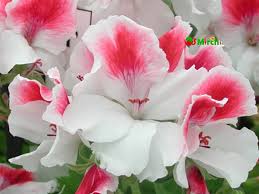 Our pasttenses english hindi translation dictionary contains a list of total 15 hindi words that can be used for flower in hindi. Flower Photo In Hd Real And Amazing Images