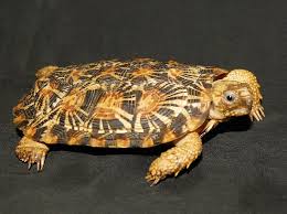 Pin On Turtle Love