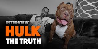 Xl size american bully puppies in affordable price | full active and heavy bone हस हस के लौट पोट हो जाओगे new video link. Dark Dynasty K9 Tell The Truth About Their Famous Hulk