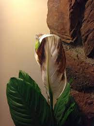 Pin On Mygardenanswers