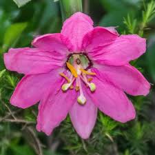 Image result for Passiflora mollissima