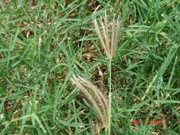 Image result for Dichanthium annulatum
