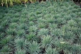 Image result for Koeleria