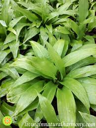 Image result for Allium ursinum