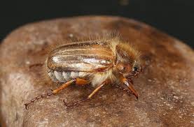 Junikäfer — junikäfer, gartenlaubkäfer, kleiner rosenkäfer, rosenlaubkäfer (anomăla oder phyllopertha horticŏla l. Unbekannte Flugobjekte Identifiziert Esslingen Nervensage Junikafer Esslingen Esslinger Zeitung