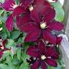 Große auswahl an clematis winterhart schatten. Https Encrypted Tbn0 Gstatic Com Images Q Tbn And9gcq7i3k Qf56naug B2t5kivgxue Sj6xlclsogqbki Usqp Cau