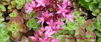 Their colors change through the seasons with a range of oranges, reds, greens, blues, and purples represented. Phedimus Creeping Sedum Two Row Stonecrop Phedimus Spurius Dragon S Blood