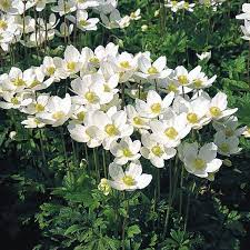 Here's 17 beautiful perennial flowers for shade that grow in usda hardiness zones 3 (or higher). Anemone Flowers Perennials White Gardens Anemone Flower