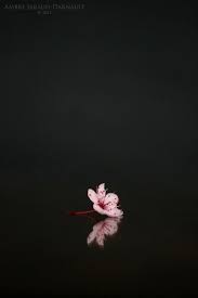 Sakura Nature Photography Flower Wallpaper Nature