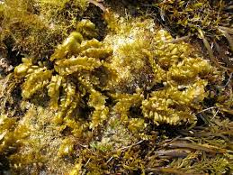 Image result for Geigeria engleriana