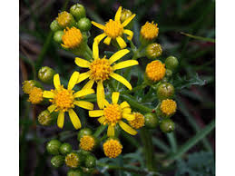 Image result for Mellera lobulata