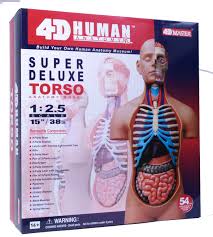 Download files and build them with your 3d printer, laser cutter, or cnc. 4d Vision Deluxe Human Anatomy Torso Model