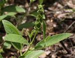 Image result for Acalypha allenii