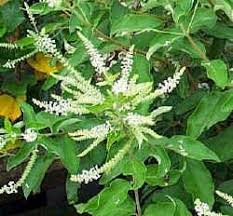 Image result for Lannea virgata