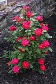 How To Prune Knock Out Roses Knockout Roses Pruning Knockout Roses Plants