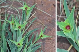 Image result for Euphorbia monteiroi