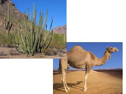 A camel is a very strange but at the same time very useful animal for a human being. What Wildlife Lives In The Desert Learning Objective To Be Able To Explain How Plants And Animals Have Adapted To Living In The Desert Ppt Download