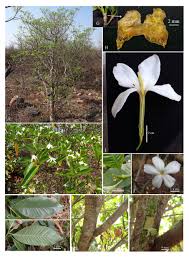 Image result for Gardenia resinifera