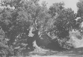 The classic hangman game where you will demonstrate that you know more movies titles than anyone be the very best in hangman! Iverson Movie Ranch An Iverson Movie Ranch Mystery Solved Here S What Happened To The Hangman S Tree