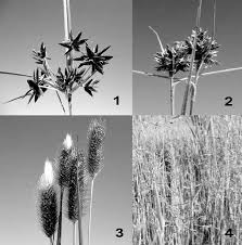 Image result for Pycreus macranthus