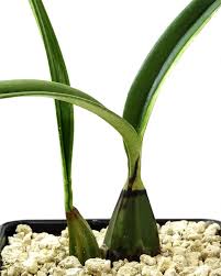 Image result for Oeceoclades