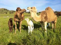 It is considered that it is superior in comparison to other milk which is loaded with numerous health benefits. Meet The Cowboy Who S Mainstreaming Camel Milk From The Grapevine