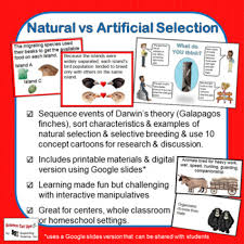 Beranda mutation and natural selection gizmo answer key / evolution natural and artificial. Artificial Selection Worksheets Teaching Resources Tpt