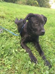 We did not find results for: Pitbull Lab Mix Puppy Black Aspen Agenda