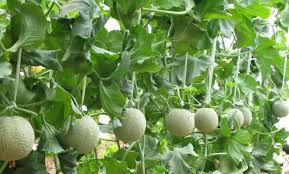 Image result for Cucumis aetheocarpus