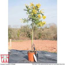 The artificial acacia tree has a real wood trunk with a spectacular green canopy. Acacia Dealbata Thompson Morgan