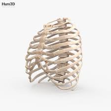 The rib cage consists of 24 ribs, 12 on either side, and it shields the organs of the chest, including the heart and the lungs, from damage. Rib Cage 3d Model Anatomy On Hum3d
