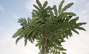 Klo mau pasang di facebook atau situs lain tinggal copas aja gambarnya. Banyak Tumbuh Di Bengkulu Daun Sungkai Bisa Tingkatkan Kekebalan Tubuh Bengkuluinteraktif Com