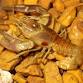 Crustaceans: Open House