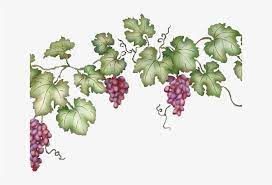 Download Vineyard Clipart Grape Vine Grape Vine Transparent Background Png Image For Free Search More High Quality Free Transparent Grape Vines Grapes Vines