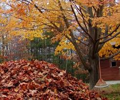 Prevent and manage vole damage through yard vole damage may also be noticed on trees and shrubs where they have chewed through the bark near the. How To Winterize Your Lawn And Shrubs Landscaping Network