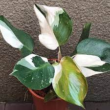 1 Live Philodendron White Knight Plant White Princess Rare Philodndron Plants Philodendron Plant Variegated Plants