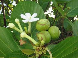 Image result for Guettarda