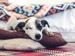 Best dog bed for great dane. 5 Types Of Dog Beds Which One Is Right For You Dogs Of Australia