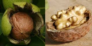 Image result for Juglandaceae