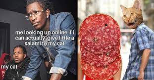 Your cat should be just fine with a couple pieces of salami as a treat. Yes Indeed Cats Can Have A Little Salami 27 Memes