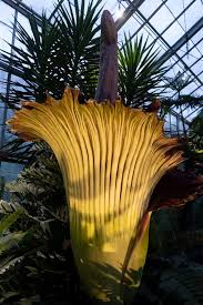 One of the worse smelling flowers to me is the paperwhite narcissus. Researchers Try Out Assisted Reproduction To Preserve Genetic Material Of The Corpse Flower The World S Worst Smelling Plant The Globe And Mail