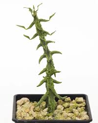 Image result for Ceropegia simplex