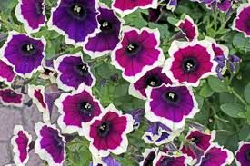 Multifloras petunia 'surfinia purple' is ideal for growing in containers and hanging baskets, and also makes good ground cover. 16 Different Types Of Petunias Photos Garden Lovers Club