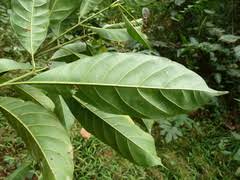 Image result for Corynanthe